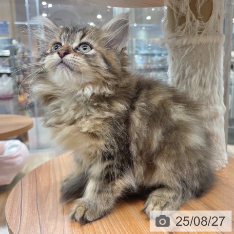 ラガマフィンの写真