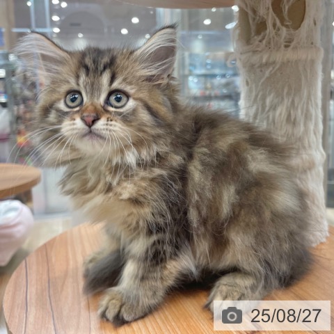 ラガマフィンの写真