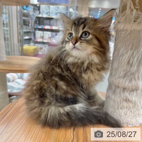 ラガマフィンの写真