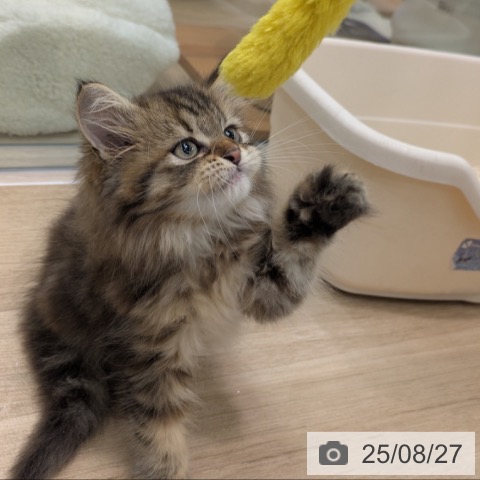 ラガマフィンの写真