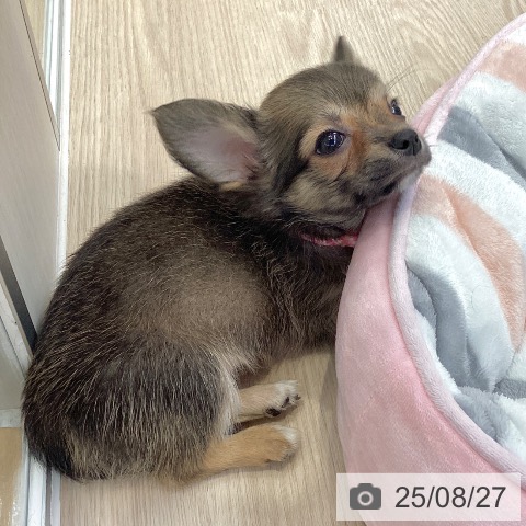 チワワの写真