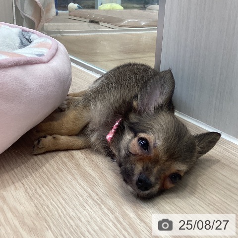チワワの写真