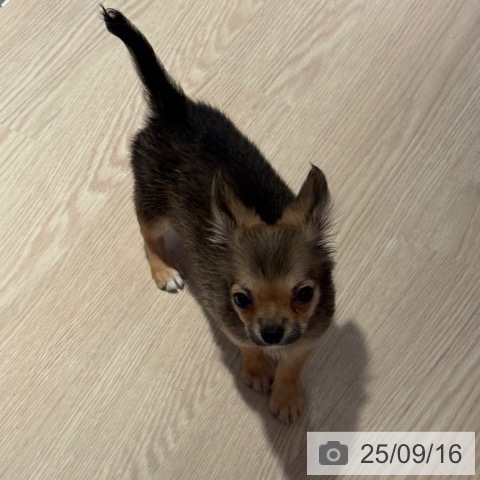 チワワの写真