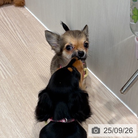 チワワの写真