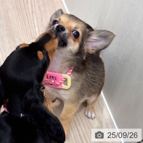 チワワの写真