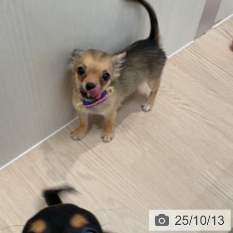 チワワの写真