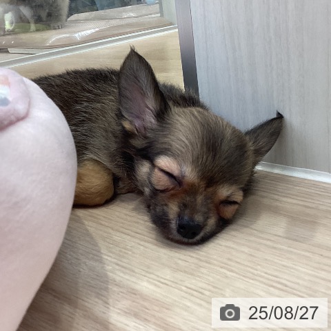 チワワの写真