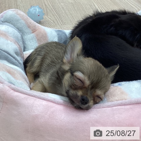 チワワの写真