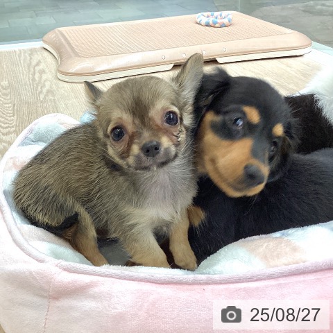 チワワの写真