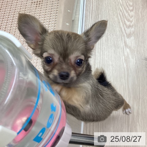 チワワの写真