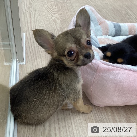 チワワの写真