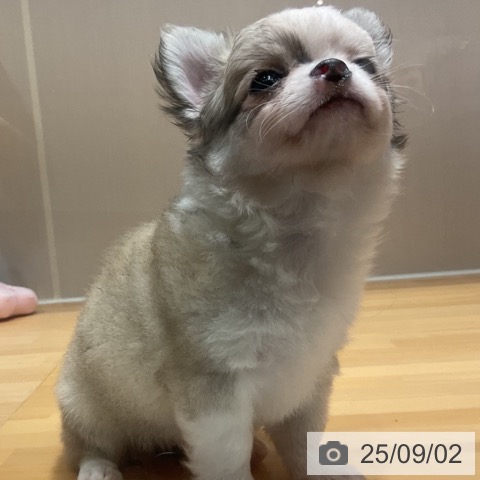 チワワの写真