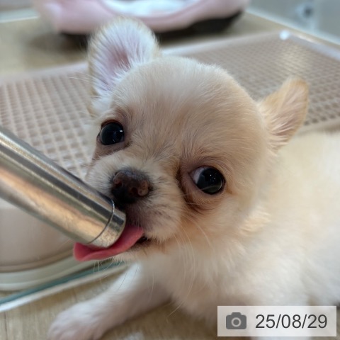 チワワの写真