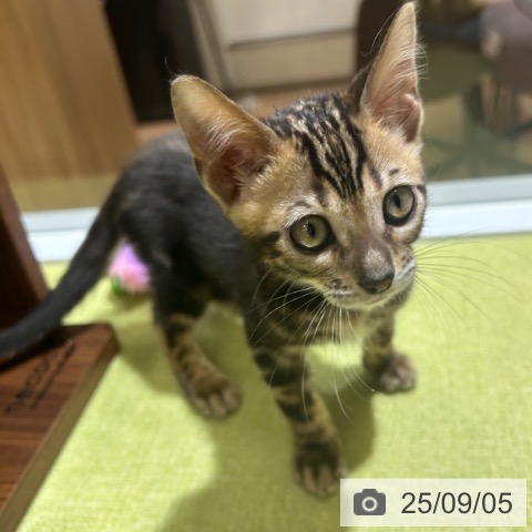 ベンガルの写真