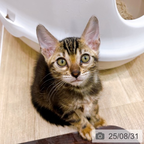 ベンガルの写真