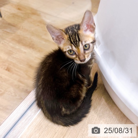 ベンガルの写真