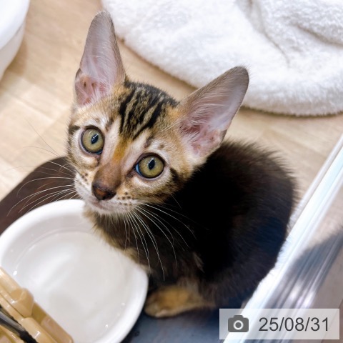 ベンガルの写真