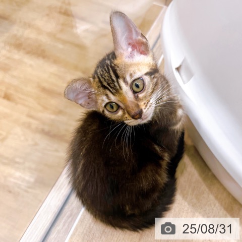 ベンガルの写真