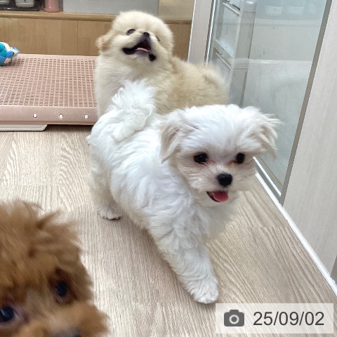 マルチーズの写真