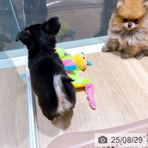 チワワの写真