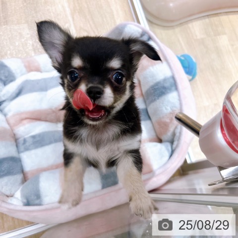 チワワの写真
