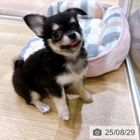チワワの写真