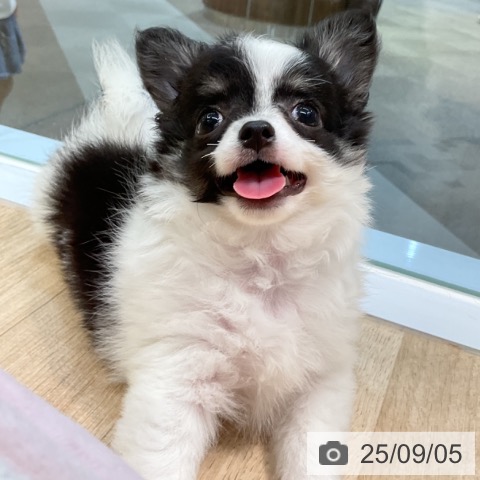 チワワの写真