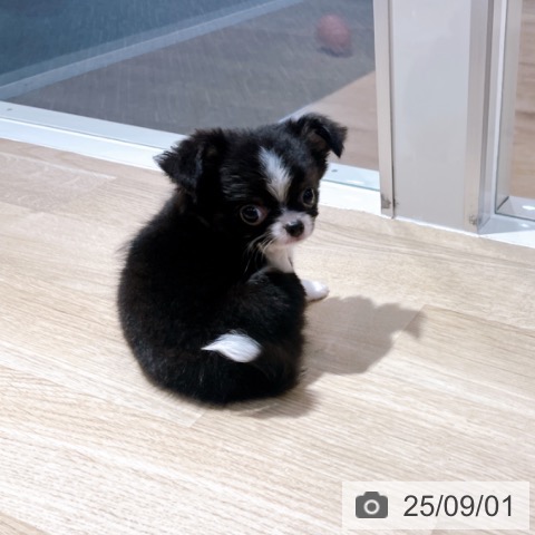 チワワの写真