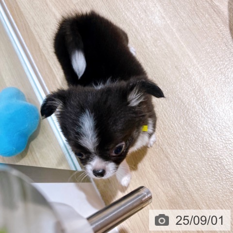 チワワの写真