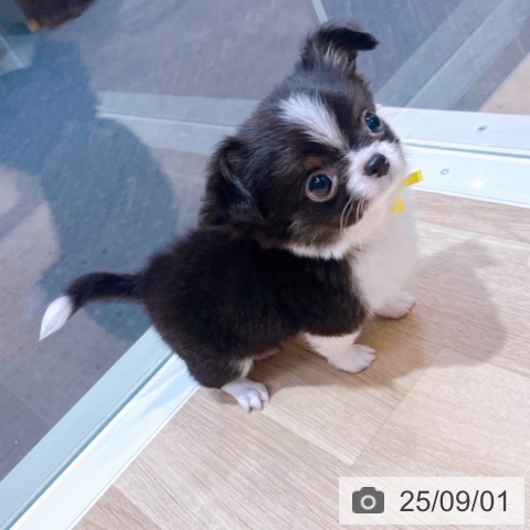チワワの写真