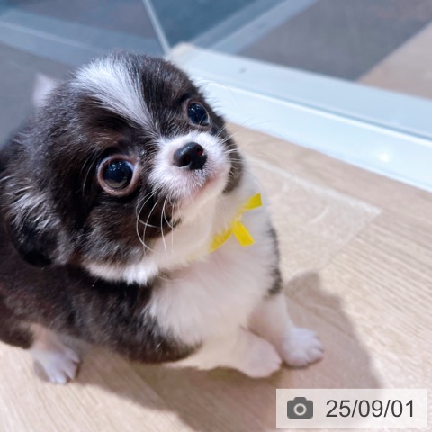 チワワの写真