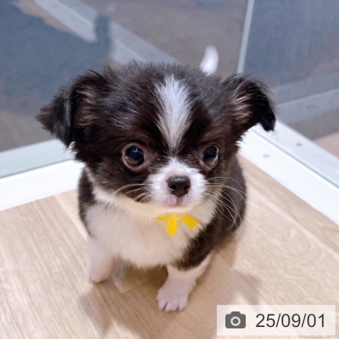 チワワの写真