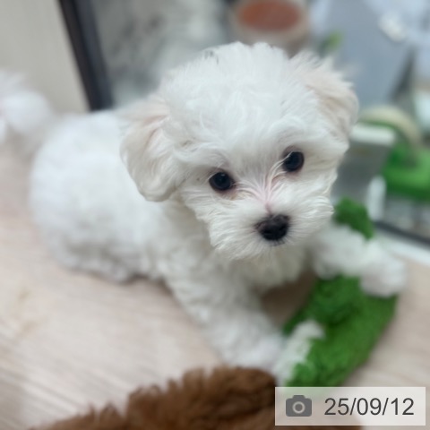 マルチーズの写真