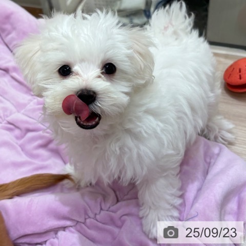 マルチーズの写真