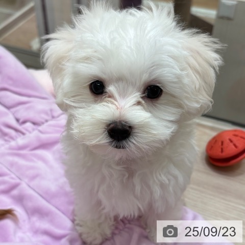 マルチーズの写真