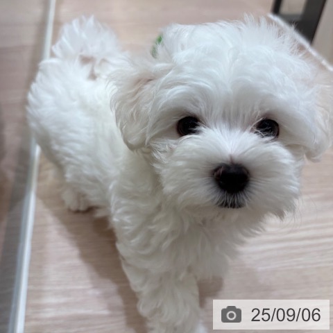 マルチーズの写真