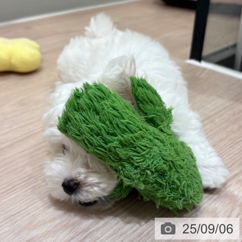 マルチーズの写真