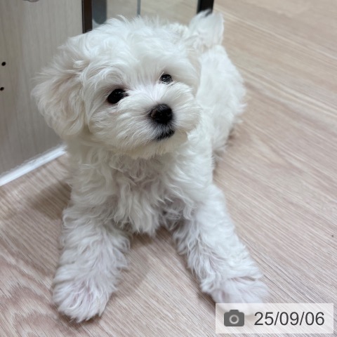 マルチーズの写真