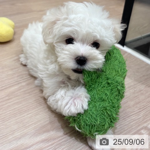 マルチーズの写真