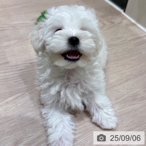 マルチーズの写真