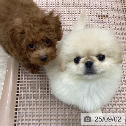 ペキニーズの写真