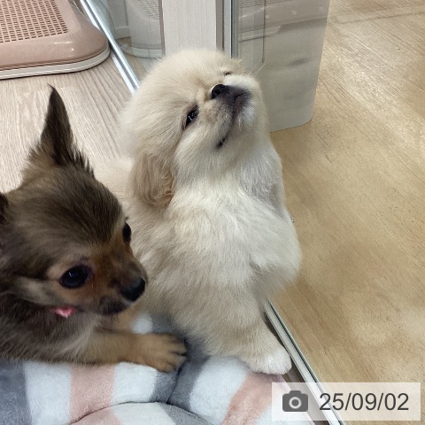 ペキニーズの写真