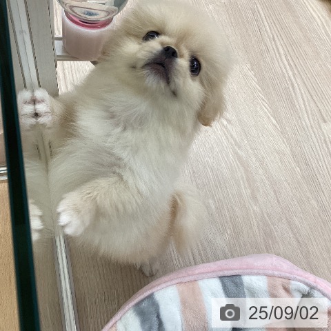 ペキニーズの写真