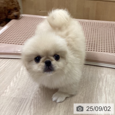 ペキニーズの写真