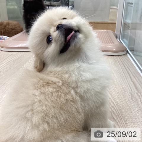 ペキニーズの写真