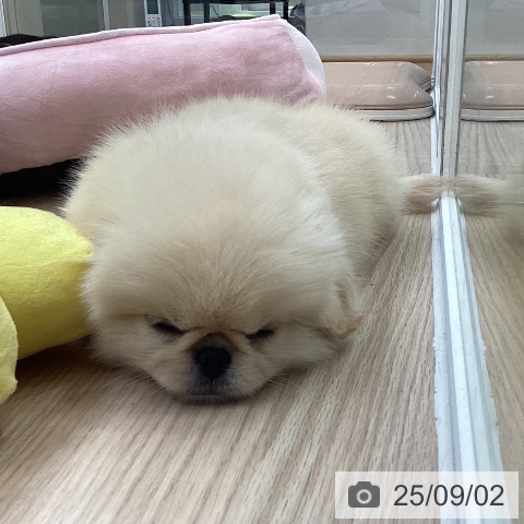 ペキニーズの写真