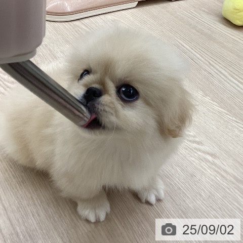 ペキニーズの写真
