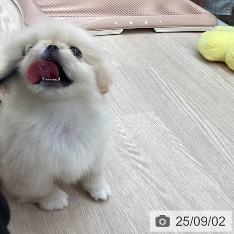 ペキニーズの写真