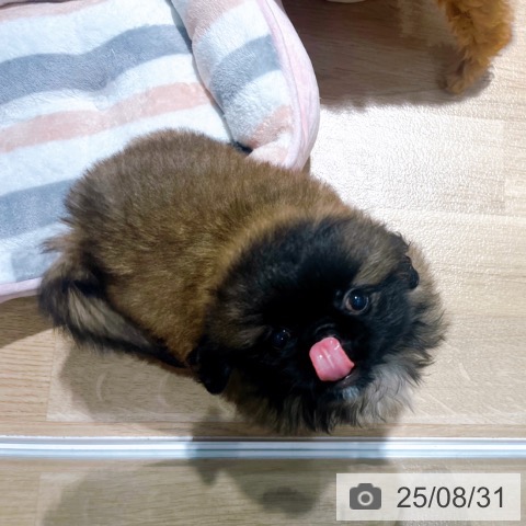 ペキニーズの写真