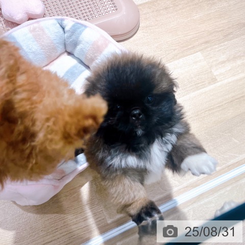 ペキニーズの写真